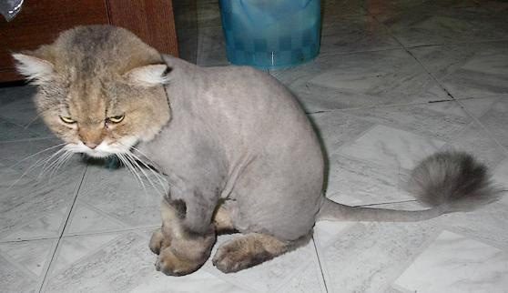 shave-5325511
