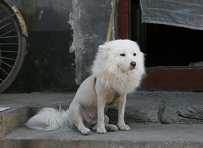 shaved-dog-1437384