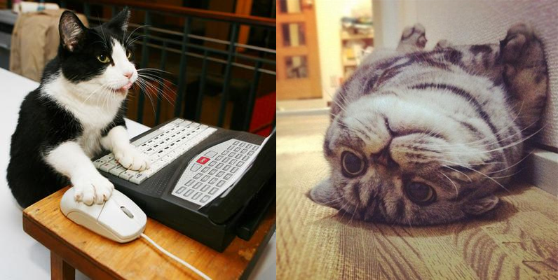 motivated_cat-2522724
